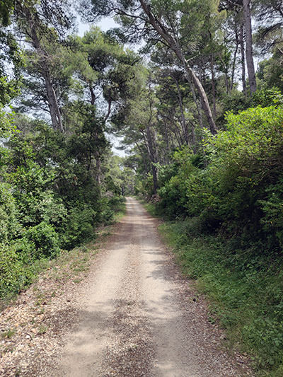 The start of forest-enveloped Premužić Trail in Geopark on Rab's Frkanj/Kalifront peninsula, Croatia; photo by Ivan Kralj.
