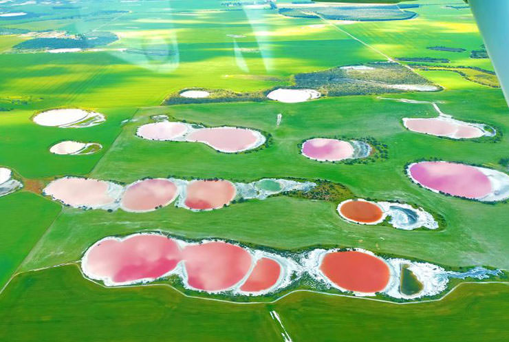 Round Rainbow Lakes in different shades of pink standing out from the verdant surrounding in Esperance Region, Australia; shot from a plane by Fly Esperance Pty.