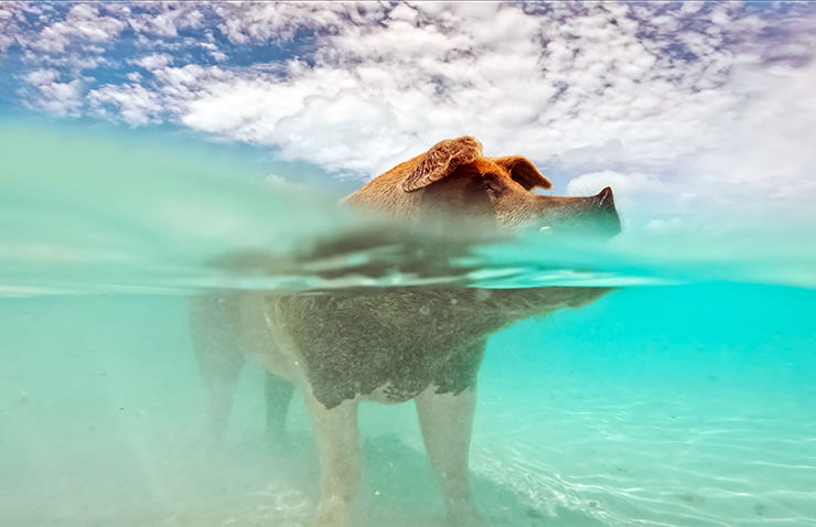 Pig standing in the shallow sea in the Bahamas, filmed above and under water (split-level photography), photo by Jared Watney, Unsplash.