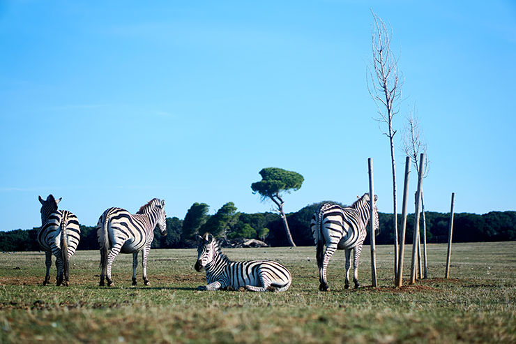 Zebras resting in safari park in Brijuni National Park in Croatia; photo by Igor Bumba, Unsplash.