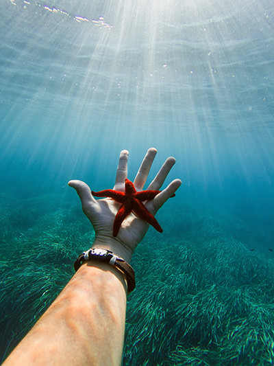A hand holding a red starfish underwater; photo by Ludovica Drinl, Unsplash.