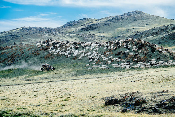 A car driving over hills of the rural landscape with sheep running away, during the MadWay Rally, Mad Max-inspired event.