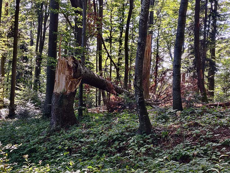 Broken tree on Medvednica mountain after a heavy storm in July 2023; photo by Ivan Kralj.