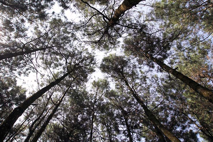 The canopies of the pine trees in Bukit Moko forest above Bandung, Indonesia; photo by Ivan Kralj.