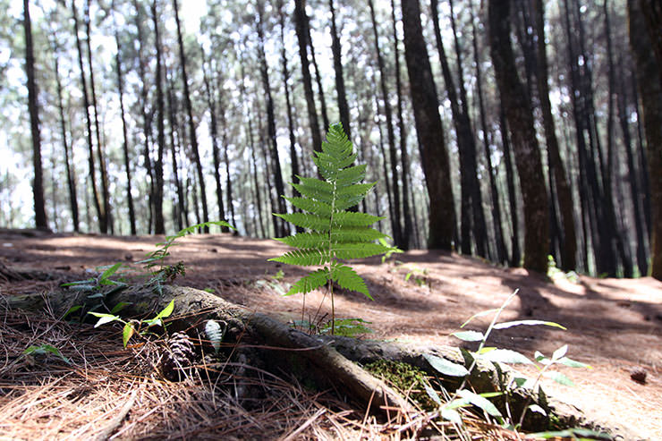 A young fern growing on the forest floor of Bukit Moko above Bandung, Indonesia; photo by Ivan Kralj.