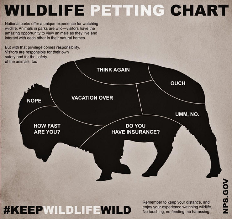"Wildlife Petting Chart" by National Park Service dividing a profile of a bison on a variety of body areas petting which causes different amount of pain; humorous approach to safety marketing in US national parks.