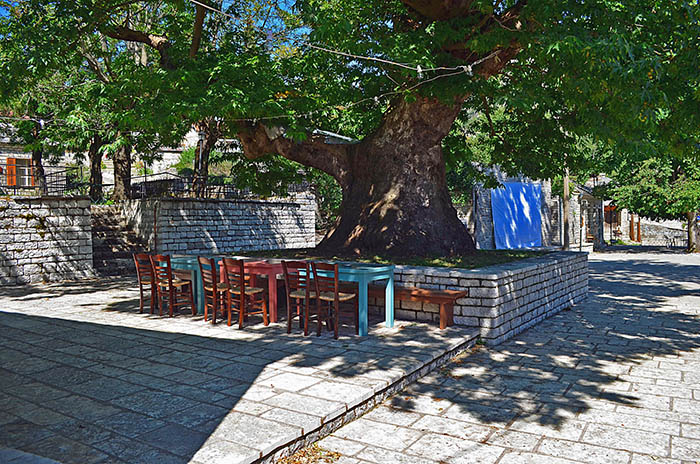 Huge eight-centuries-old sycamore tree in the center of Elafotopos, one of Zagorochoria villages, that survived a lightning strike in 1898; photo by Dimitris Kilymis.