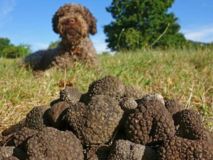 Black truffles with a dog in the background; truffle hunting is part of the Northern Spain culinary tour on Tripaneer, one of Valentine food gift ideas.