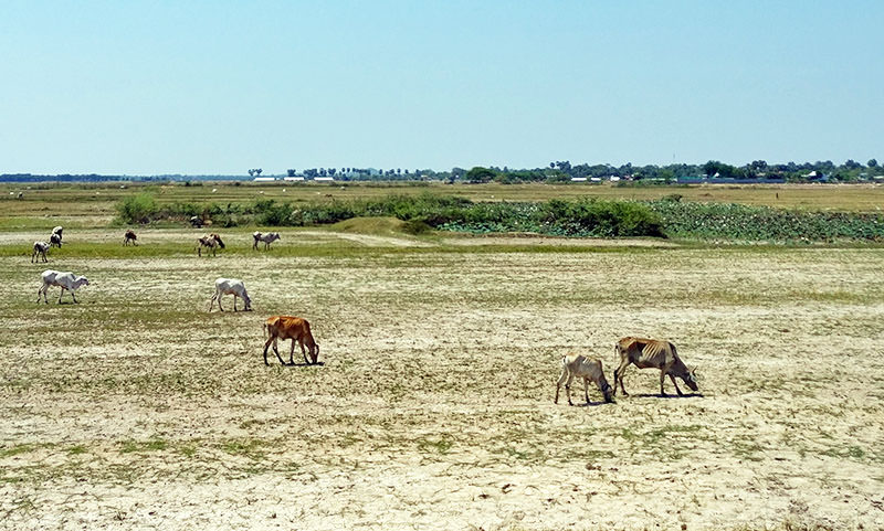 Skinny cows grazing on a dry meadow in the countryside of Kampong Chhnang, Cambodia; photo by Ivan Kralj.