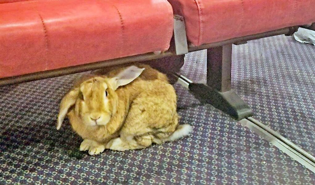 Orange rabbit hiding under the seats on a Seajets ferry operating between Kythira island and Athens; the bunny was let loose, and freely explored the ship during the journey; photo by Ivan Kralj.