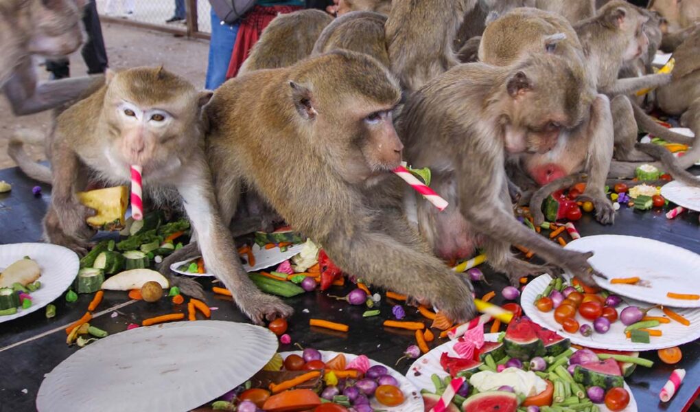 Long-tailed macaques stuffing their mouths and hands with food served at the banquet of the Lopburi Monkey Festival at Monkey Enclosure in Lopburi, Thailand; photo by Ivan Kralj.