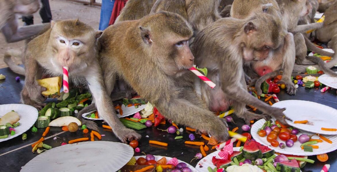 Long-tailed macaques stuffing their mouths and hands with food served at the banquet of the Lopburi Monkey Festival at Monkey Enclosure in Lopburi, Thailand; photo by Ivan Kralj.