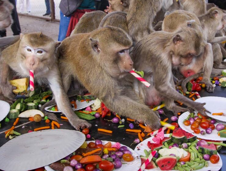Long-tailed macaques stuffing their mouths and hands with food served at the banquet of the Lopburi Monkey Festival at Monkey Enclosure in Lopburi, Thailand; photo by Ivan Kralj.