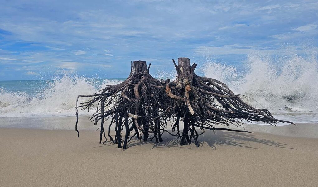 Tree trunks with roots seemingly levitating above Ban Muang Beach, while sea waves break into shore in the background. This was the site of one of the most devastating tsunamis in history - 2004 Indian Ocean tsunami. Photo by Ivan Kralj.