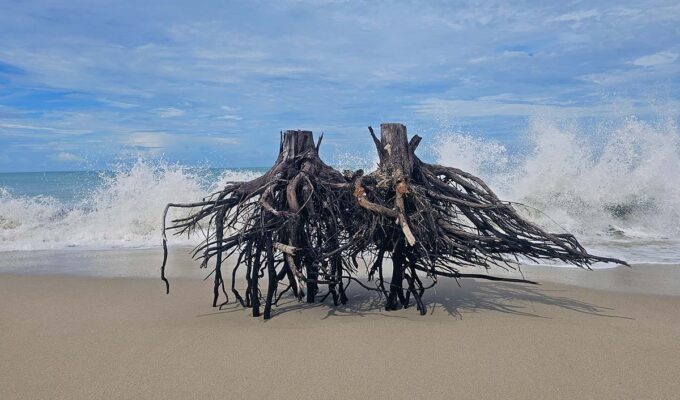 Tree trunks with roots seemingly levitating above Ban Muang Beach, while sea waves break into shore in the background. This was the site of one of the most devastating tsunamis in history - 2004 Indian Ocean tsunami. Photo by Ivan Kralj.