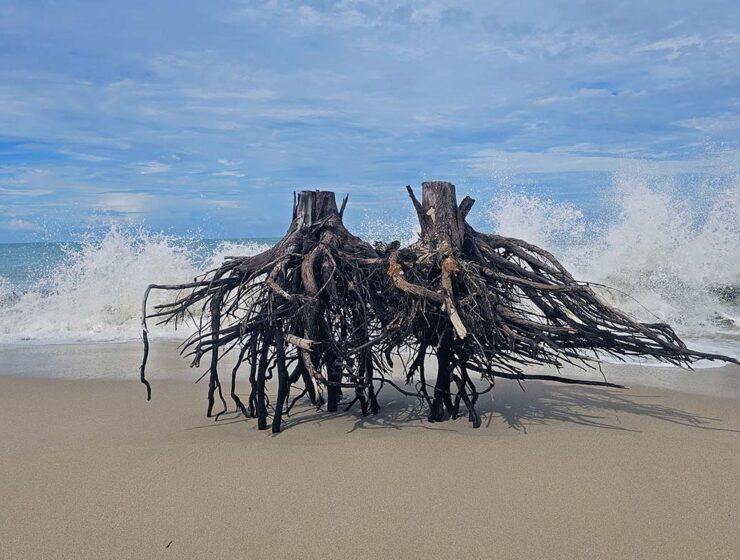 Tree trunks with roots seemingly levitating above Ban Muang Beach, while sea waves break into shore in the background. This was the site of one of the most devastating tsunamis in history - 2004 Indian Ocean tsunami. Photo by Ivan Kralj.