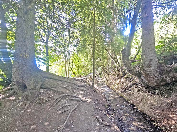 The forest path through the first part of the Bisse du Torrent Neuf hike following an irrigation canal in Saviese, Switzerland; photo by Ivan Kralj.