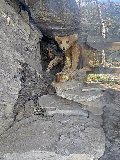 Taxidermied baby bear standing behind the protective glass in a cave-like recess at Bisse du Torrent Neuf in Saviese, Switzerland; photo by Ivan Kralj.