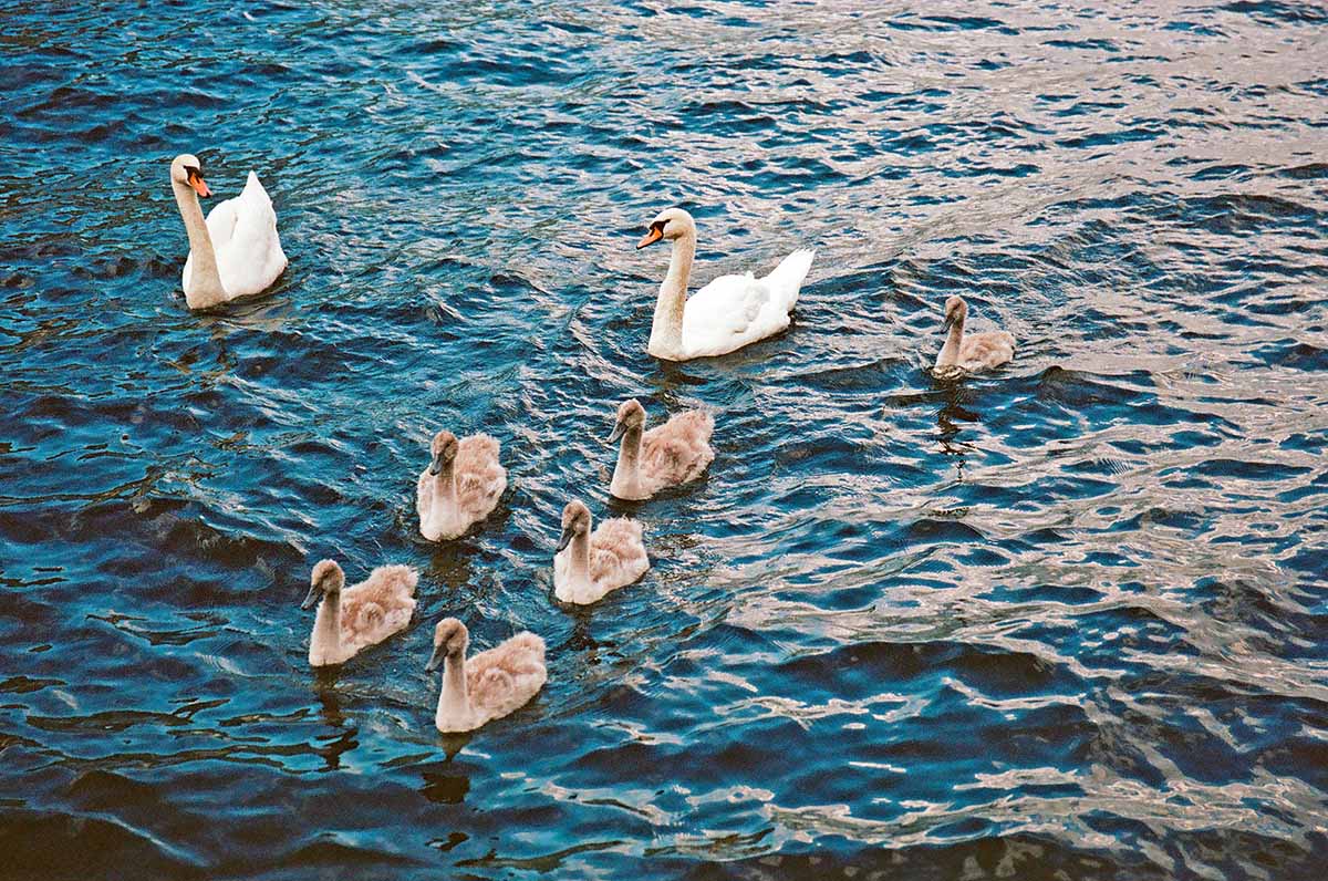 A family of swans swimming in Hallstätter See, Lake Hallstatt in Austria; photo by Benjamin Kaufmann, Unsplash.