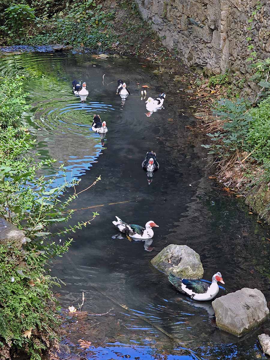 Ducks swimming in Amir Ali Springs on Kythira Island, Greece; photo by Ivan Kralj.