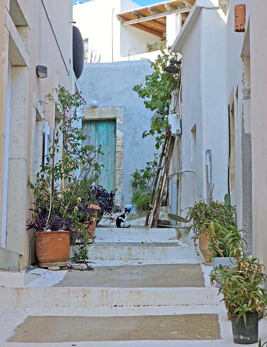 Black-and-white cat standing among plants in a stair-like street of Chora Kythira, Greece; photo by Ivan Kralj.