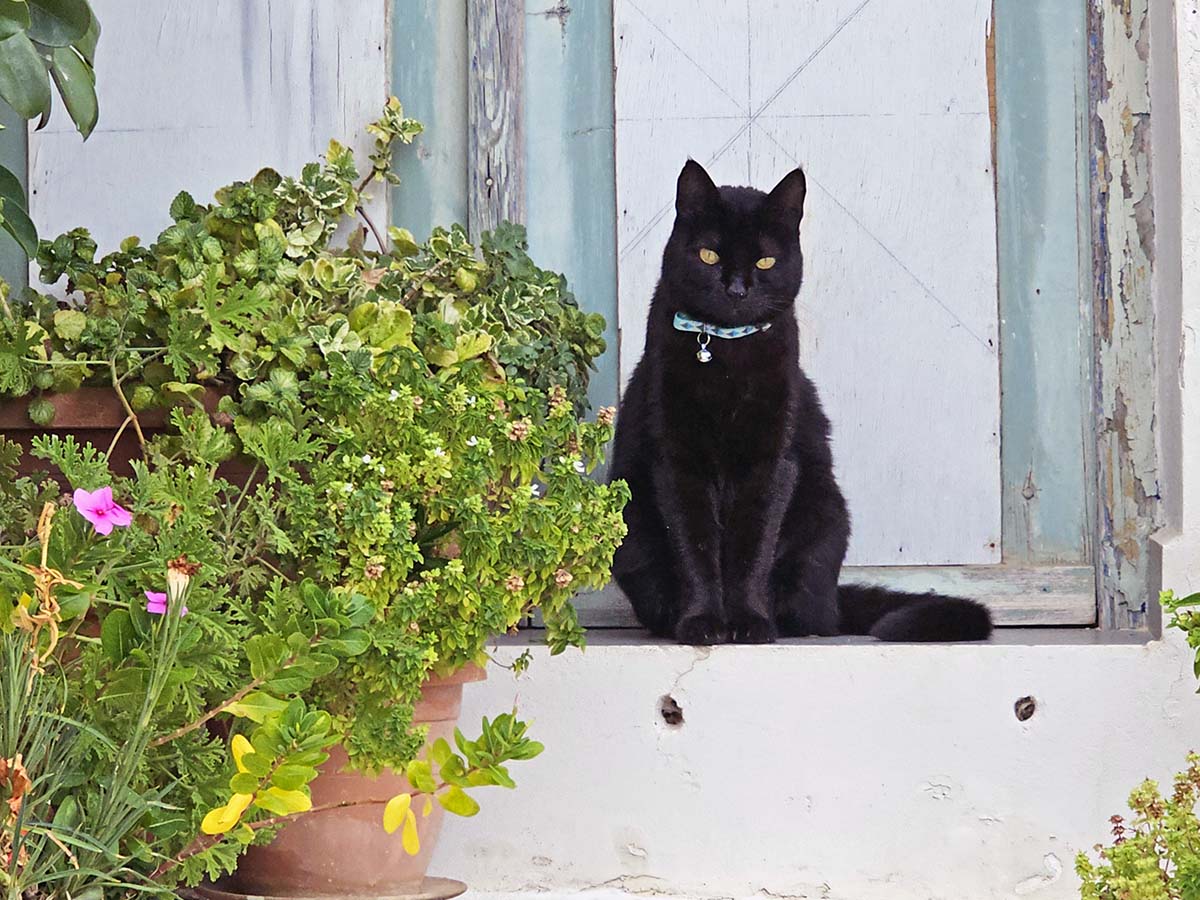 A collared black cat sitting on a doorstep in Chora Kythira old town; photo by Ivan Kralj.