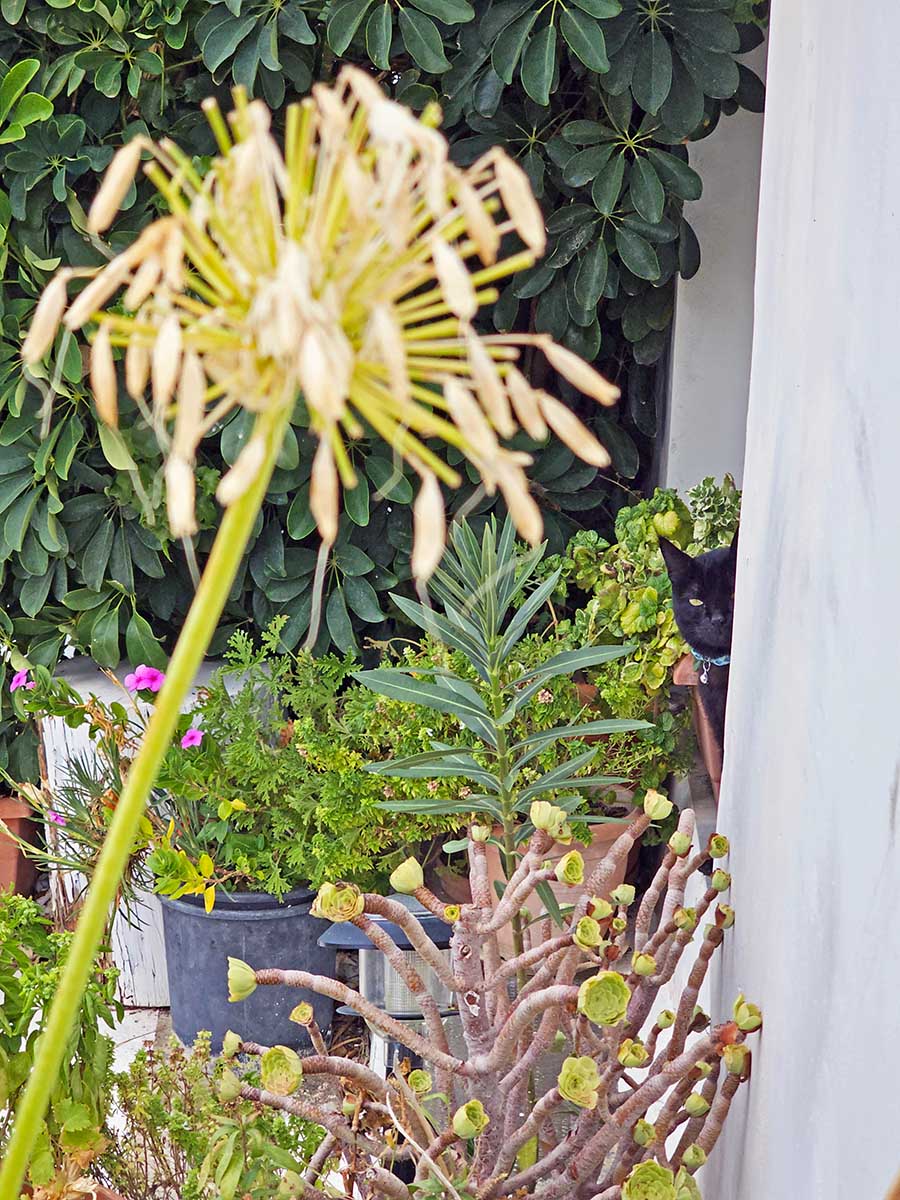 Black cat peeking behind the wall, among the planted pots, in Chora Kythira, Greece.