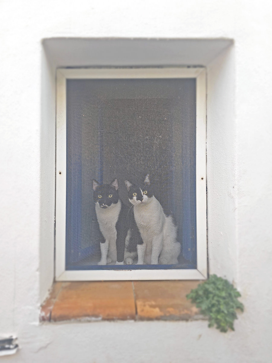 Two curious black-and-white cats looking onto a street from behind the window, in Chora Kythira, Greece; photo by Ivan Kralj.