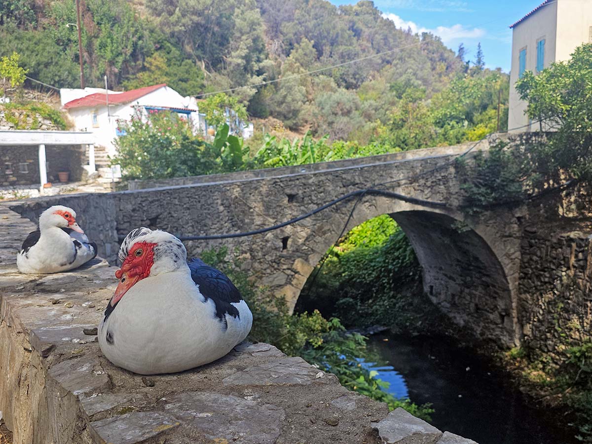 Ducks resting by Amir Ali Springs in Kythira, Greece; photo by Ivan Kralj.