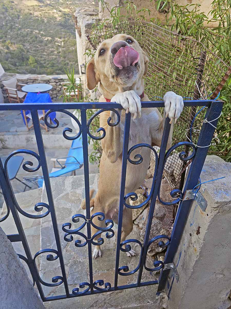 A friendly dog licking himself, requesting pets, on the hike from Kapsali Bay to Chora Kythira; photo by Ivan Kralj.