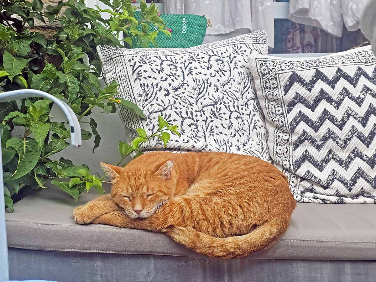Orange cat sleeping on the bench of a local cafe in Chora Kythira, Greece; photo by Ivan Kralj.