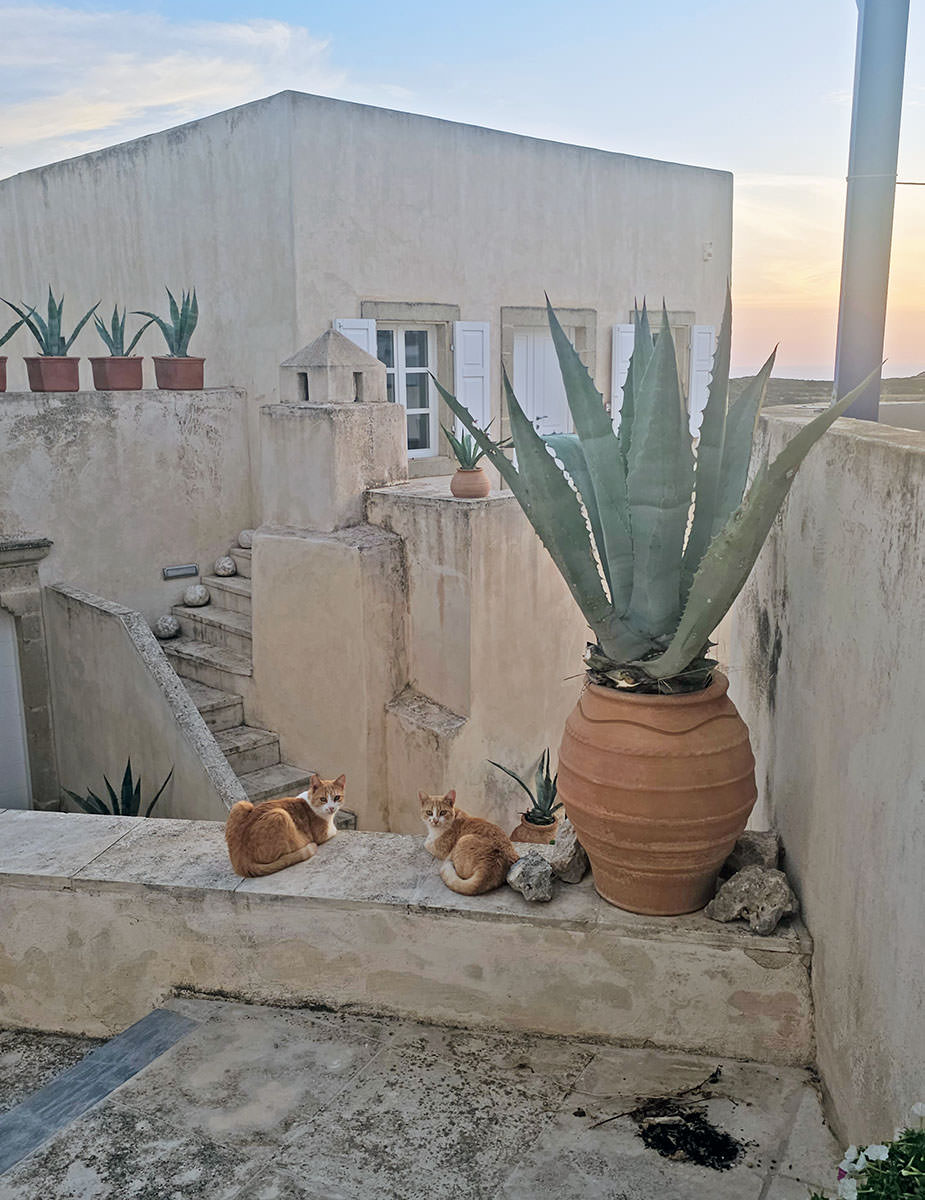 Two orange cats in a courtyard of Chora Kythira in Greece; photo by Ivan Kralj.