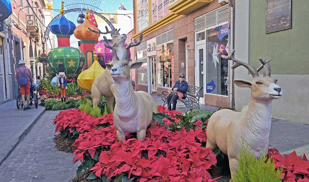 Reindeer figures in the meadow of Christmas Stars plants, a part of Semana de las Flores exhibition in Gáldar, Ciudad Navidad – the Christmas City of Gran Canaria, Spain; photo by Ivan Kralj.