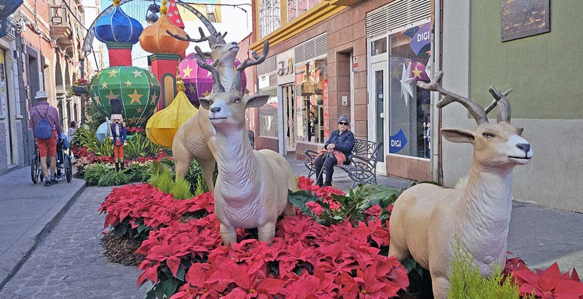 Reindeer figures in the meadow of Christmas Stars plants, a part of Semana de las Flores exhibition in Gáldar, Ciudad Navidad – the Christmas City of Gran Canaria, Spain; photo by Ivan Kralj.