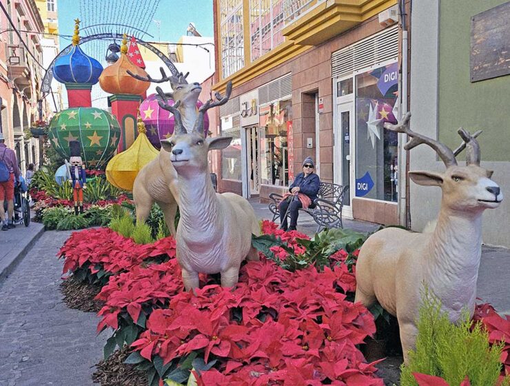 Reindeer figures in the meadow of Christmas Stars plants, a part of Semana de las Flores exhibition in Gáldar, Ciudad Navidad – the Christmas City of Gran Canaria, Spain; photo by Ivan Kralj.