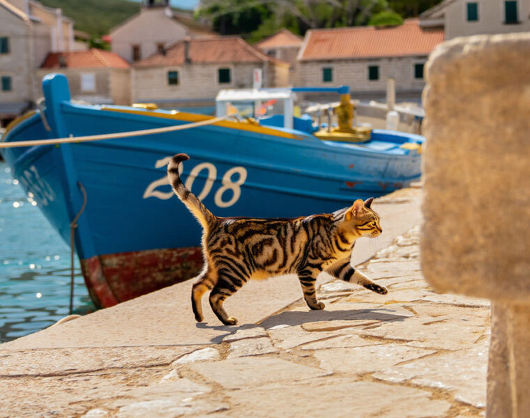 Pipeaway travel newsletter #208; AI image by Ivan Kralj - Reve/Adobe.