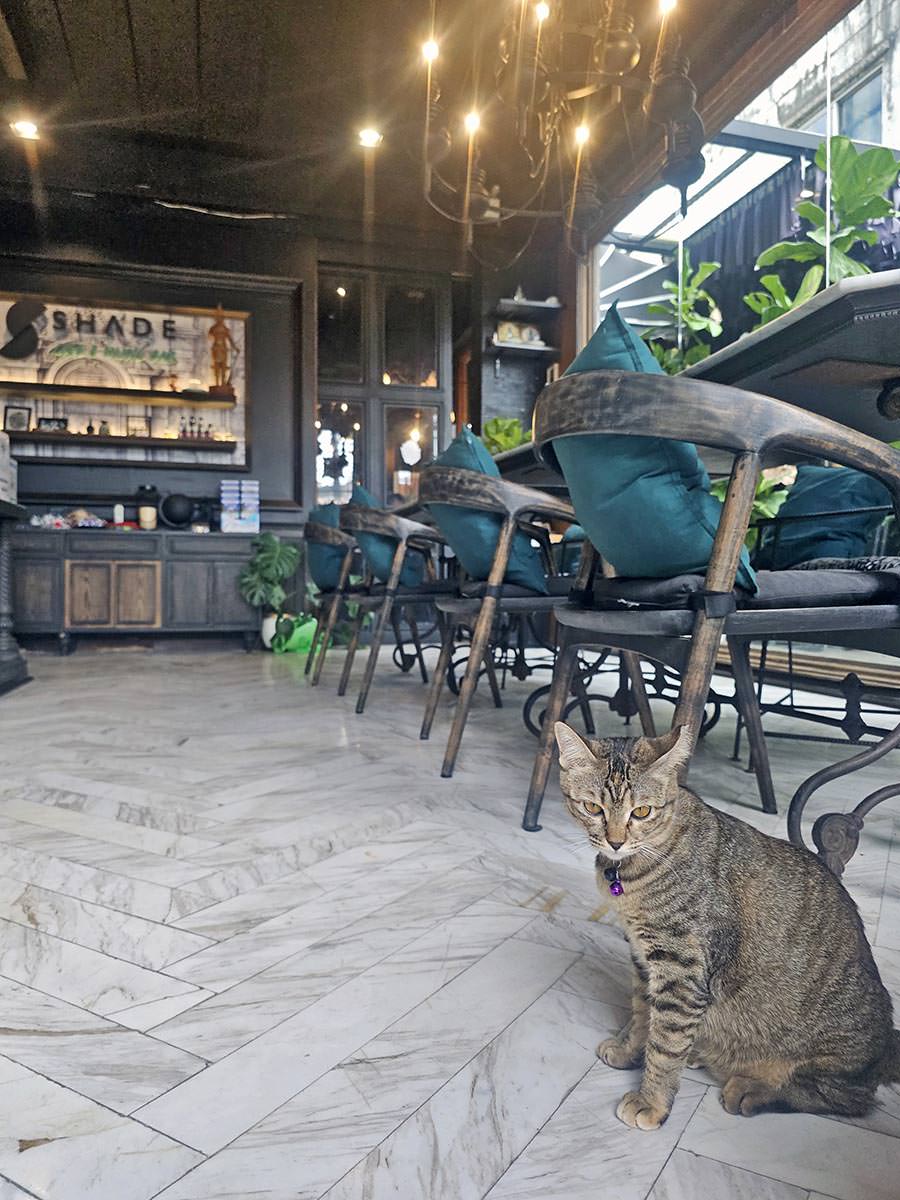 A cat in the dark elegant bar lobby of the Shade House - Phuket Downtown hostel in Thailand; photo by Ivan Kralj.
