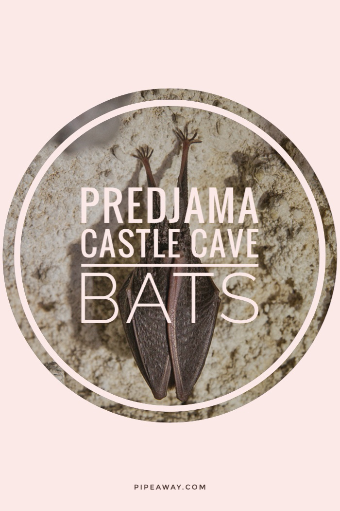 The Cave Under Predjama Castle in Slovenia is the winter home of bats. Learn how to visit the second largest Slovenian show cave responsibly.