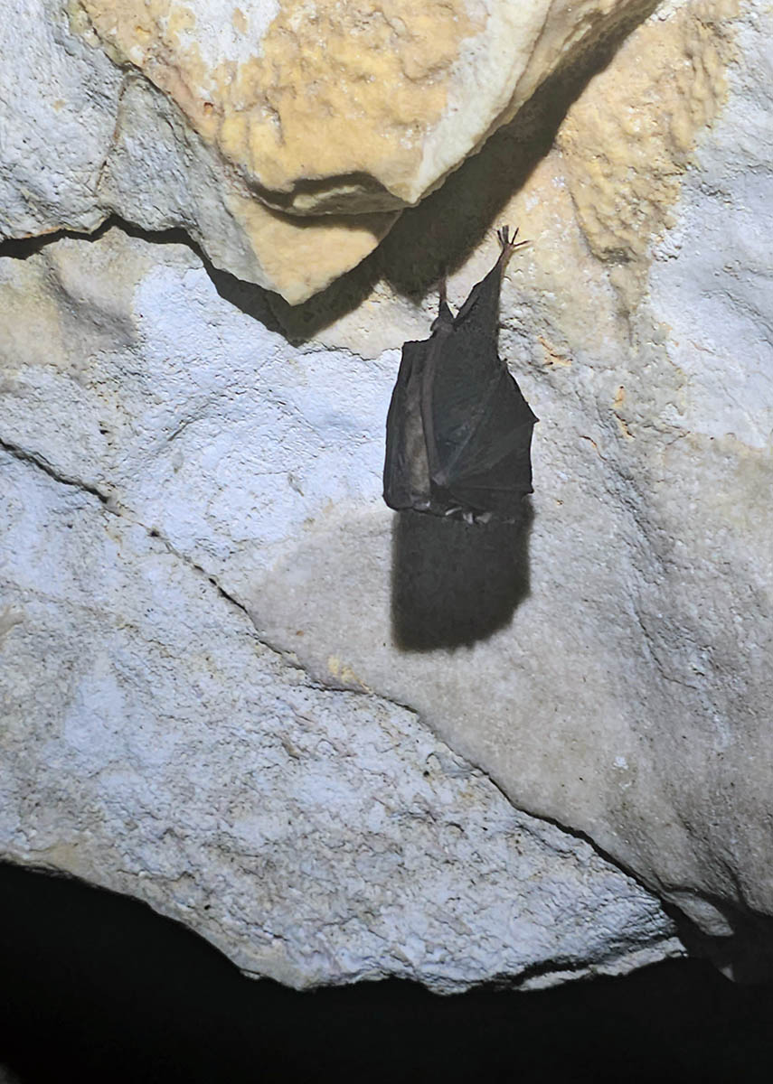 A bat clinging to the ceiling of the Cave under Predjama Castle in Slovenia; photo by Ivan Kralj.