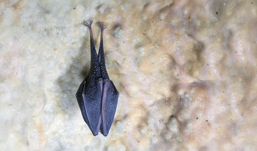 A bat hanging upside down on the ceiling of the Cave under Predjama Castle, in Slovenia; photo by Postojna Cave Park.