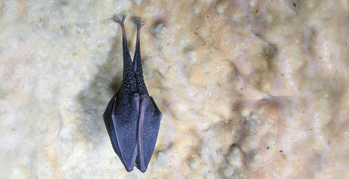 A bat hanging upside down on the ceiling of the Cave under Predjama Castle, in Slovenia; photo by Postojna Cave Park.