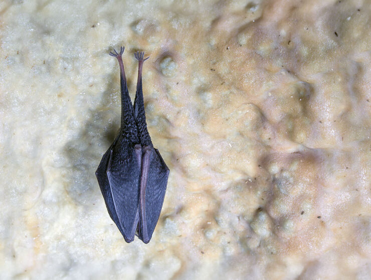 A bat hanging upside down on the ceiling of the Cave under Predjama Castle, in Slovenia; photo by Postojna Cave Park.