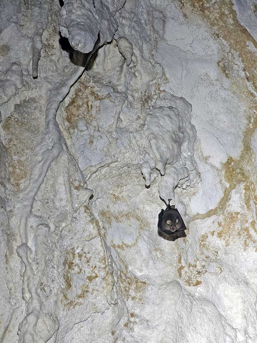 A bat hangs from the walls of the Predjama Castle Cave in Slovenia; photo by Ivan Kralj.