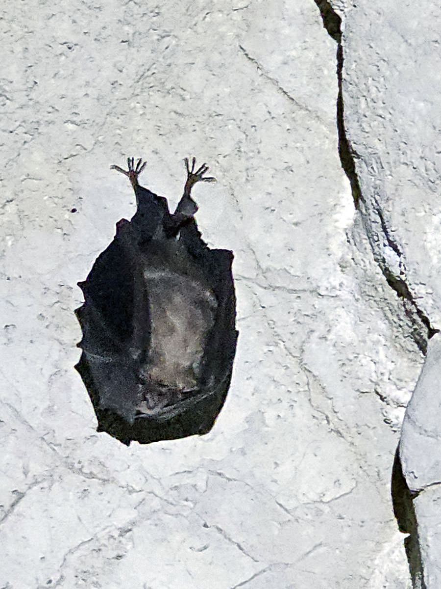 A bat peeking through his wings, while dangling from the ceiling of the Predjama Castle Cave in Slovenia; photo by Ivan Kralj.