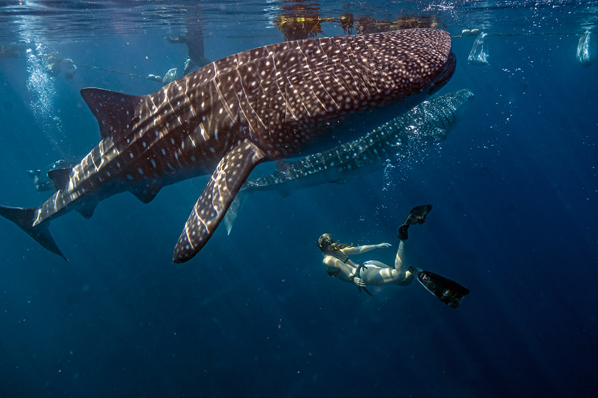 A woman diving under the whale sharks; photo by Wirestock on Magnific.