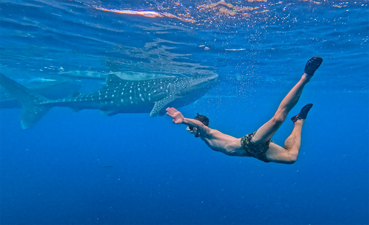 Pipeaway travel blogger diving with a whale shark in Oslob, the Philippines; copyright Pipeaway.com. 