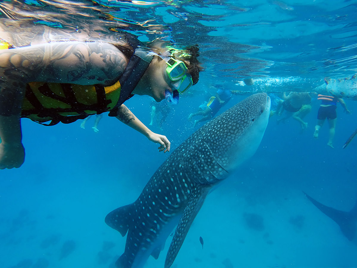 A tourist snorkeling next to an Oslob whale shark in a vertical, "begging" position, as it expects the food to be thrown by the fisherman; photo by Kang Hee Rhee.