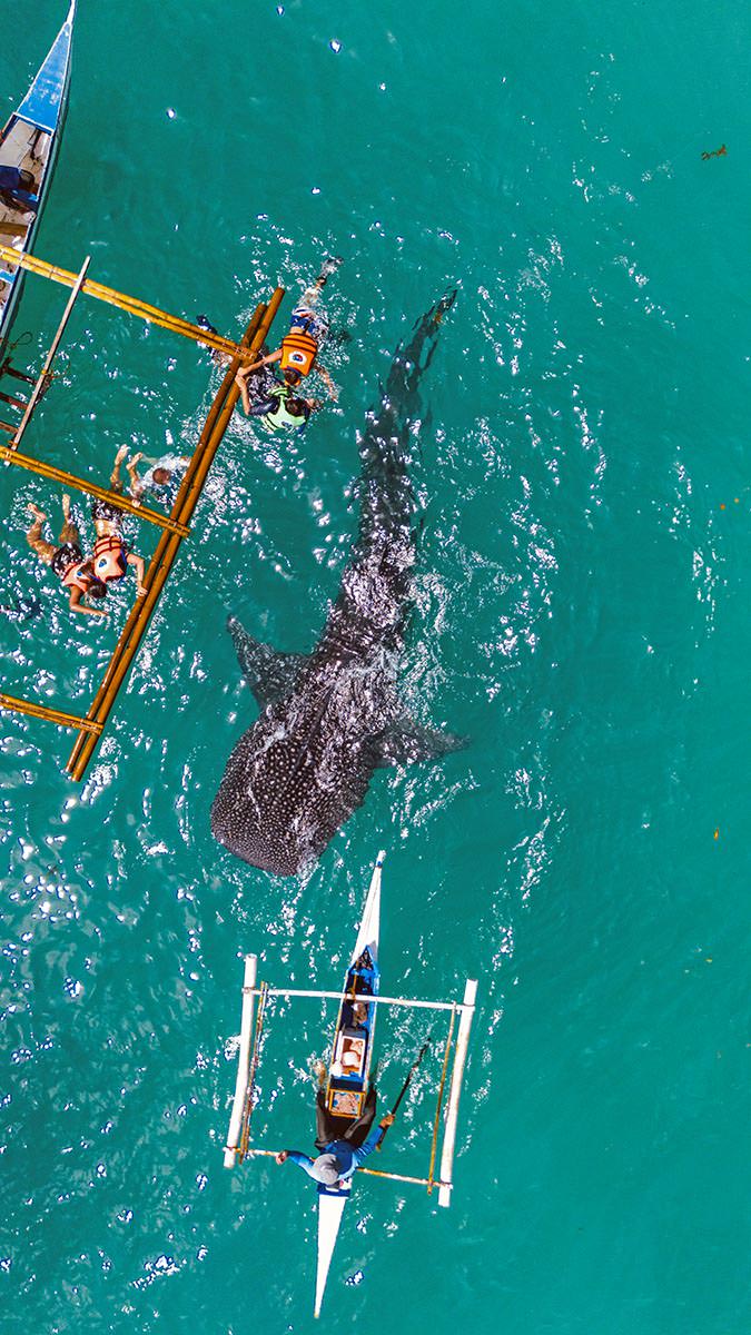 Oslob whale shark following the feeder banka in front of the swimming tourists holding onto a boat, on Cebu Island, the Philippines; photo by Mounish Raja, Unsplash.