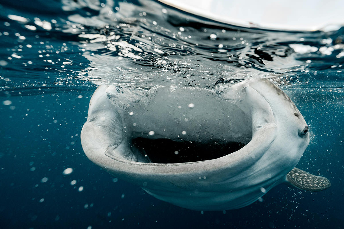 An open mouth of a whale shark during the feeding time at Oslob Whale Shark Watching site in Cebu Island, the Philippines; photo by Elianne Dipp, Pexels.