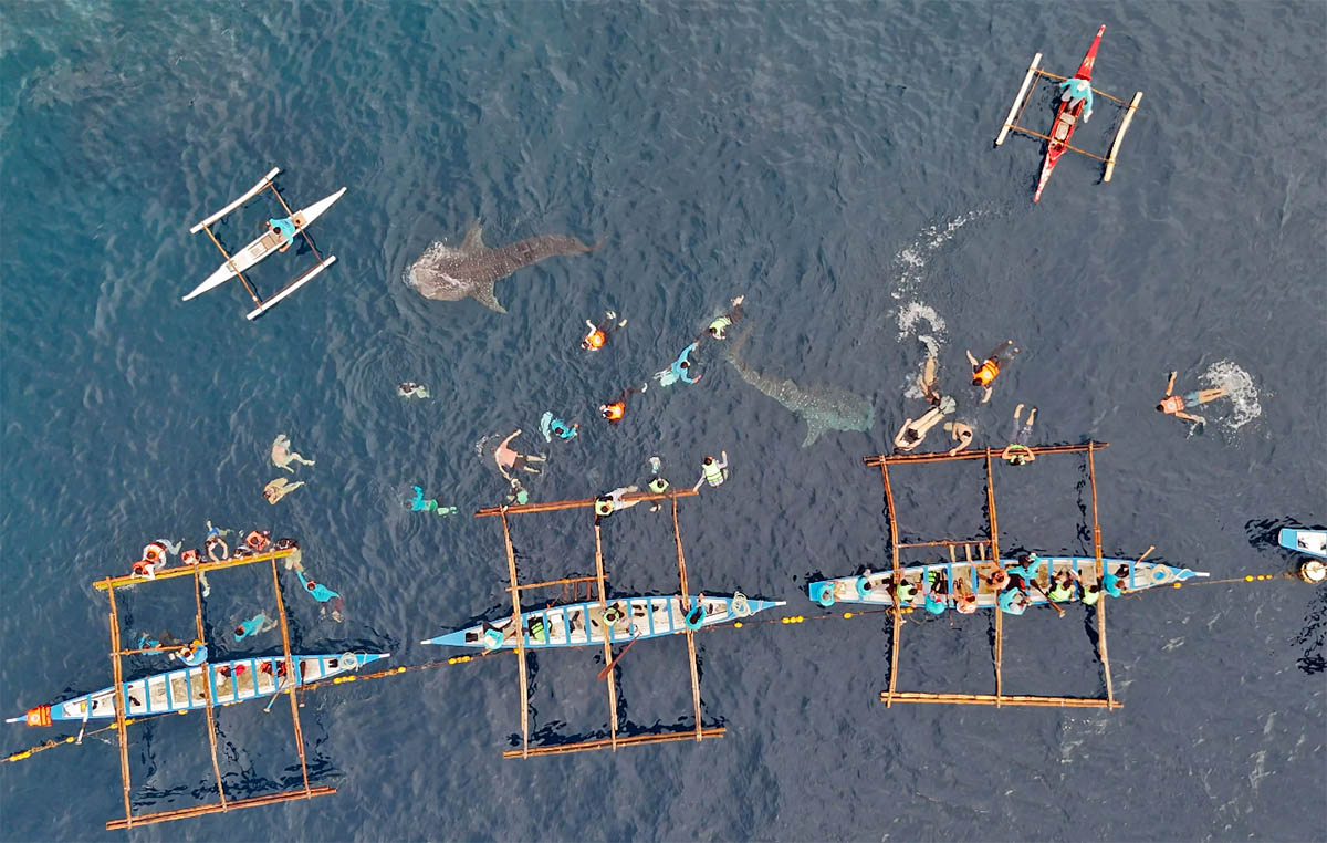 The waters of Oslob overcrowded with tourists who arrived to swim with whale sharks at the largest provisioned tourism site of that kind in the world, in Cebu Island, the Philippines; aerial photo by Ivan Kralj.